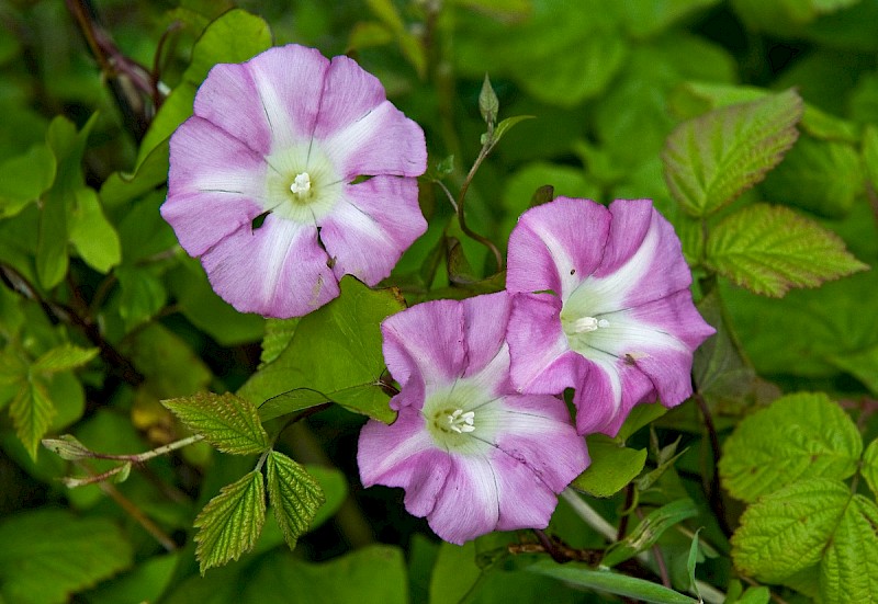 Calystegia pulchra - © Charles Hipkin