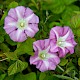 Calystegia pulchra