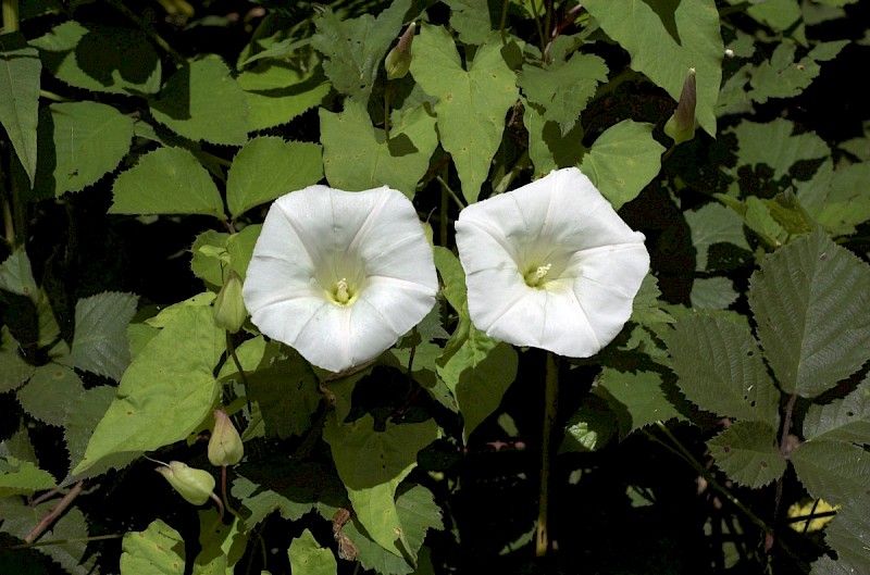 Calystegia silvatica - © Charles Hipkin