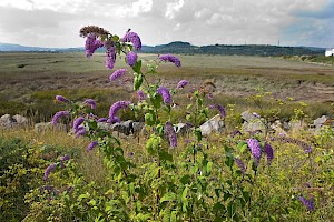 Buddlejaceae