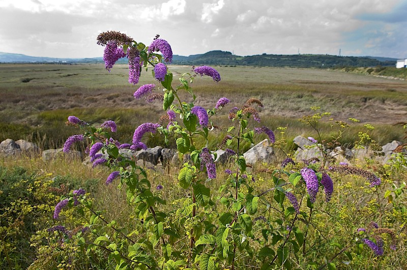 Buddleja davidii - © Charles Hipkin