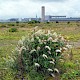 Buddleja davidii