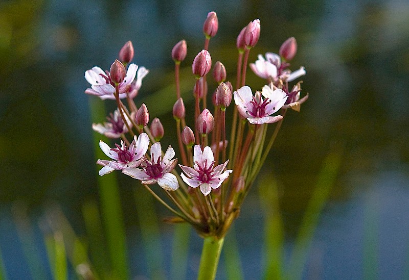 Butomus umbellatus - © Charles Hipkin