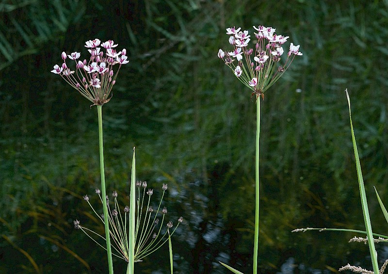 Butomus umbellatus - © Charles Hipkin