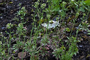 Capsella bursa-pastoris Shepherd's-purse