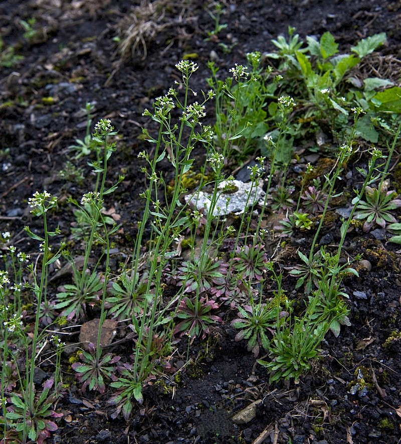 Capsella bursa-pastoris - © Charles Hipkin