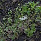 Capsella bursa-pastoris