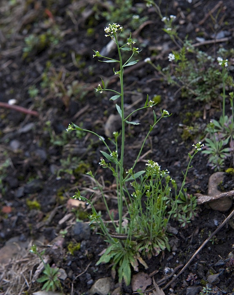 Capsella bursa-pastoris - © Charles Hipkin