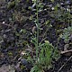 Capsella bursa-pastoris