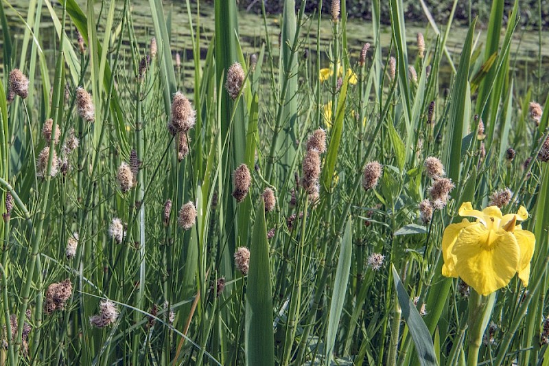 Carex disticha - © Charles Hipkin