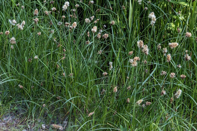 Carex disticha - © Charles Hipkin