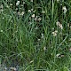 Carex disticha