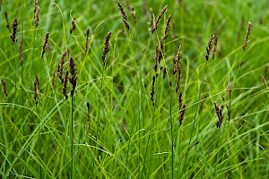 Carex disticha Brown Sedge