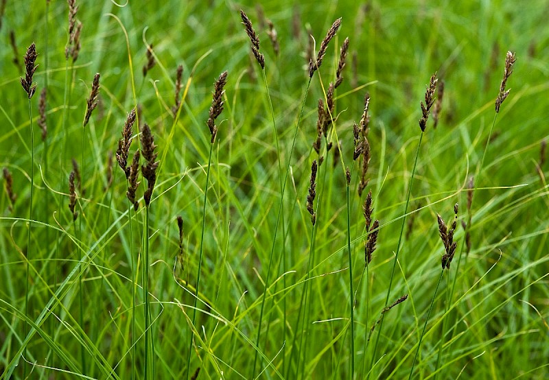 Carex disticha - © Charles Hipkin