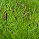 Carex disticha