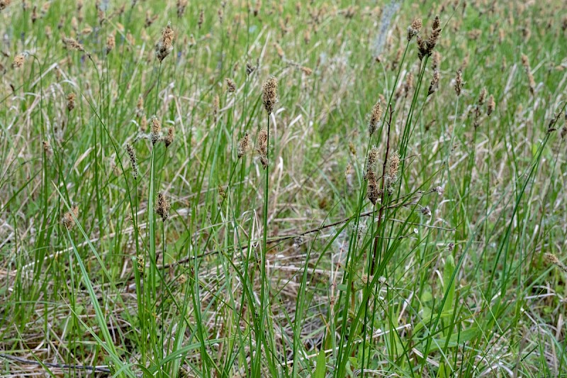 Carex disticha - © Charles Hipkin