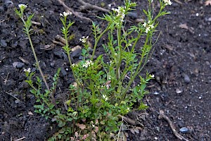 Cardamine flexuosa Wavy Bitter-cress