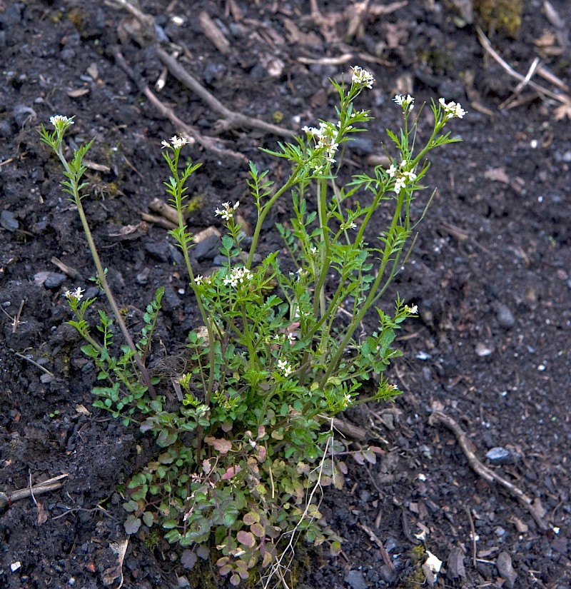 Cardamine flexuosa - © Charles Hipkin