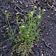 Cardamine flexuosa