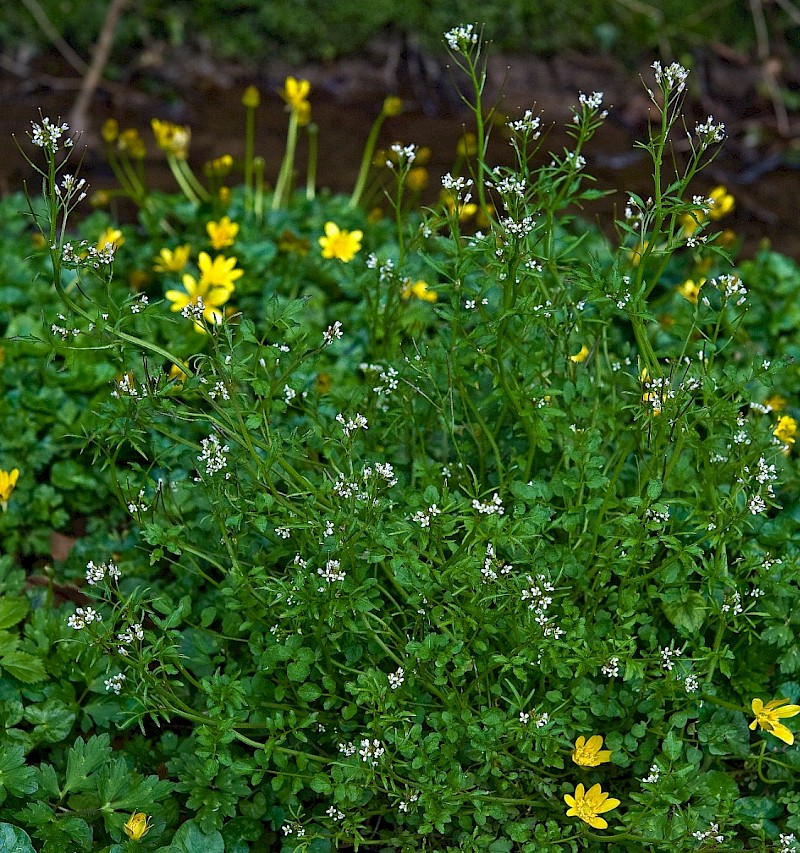 Cardamine flexuosa - © Charles Hipkin