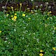 Cardamine flexuosa