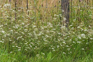 Pimpinella saxifraga Burnet-saxifrage