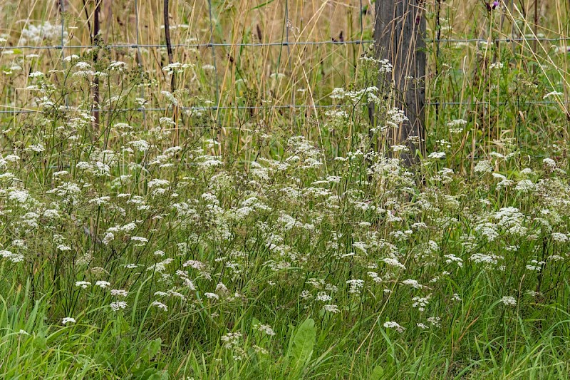 Pimpinella saxifraga - © Charles Hipkin