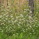 Pimpinella saxifraga