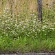 Pimpinella saxifraga