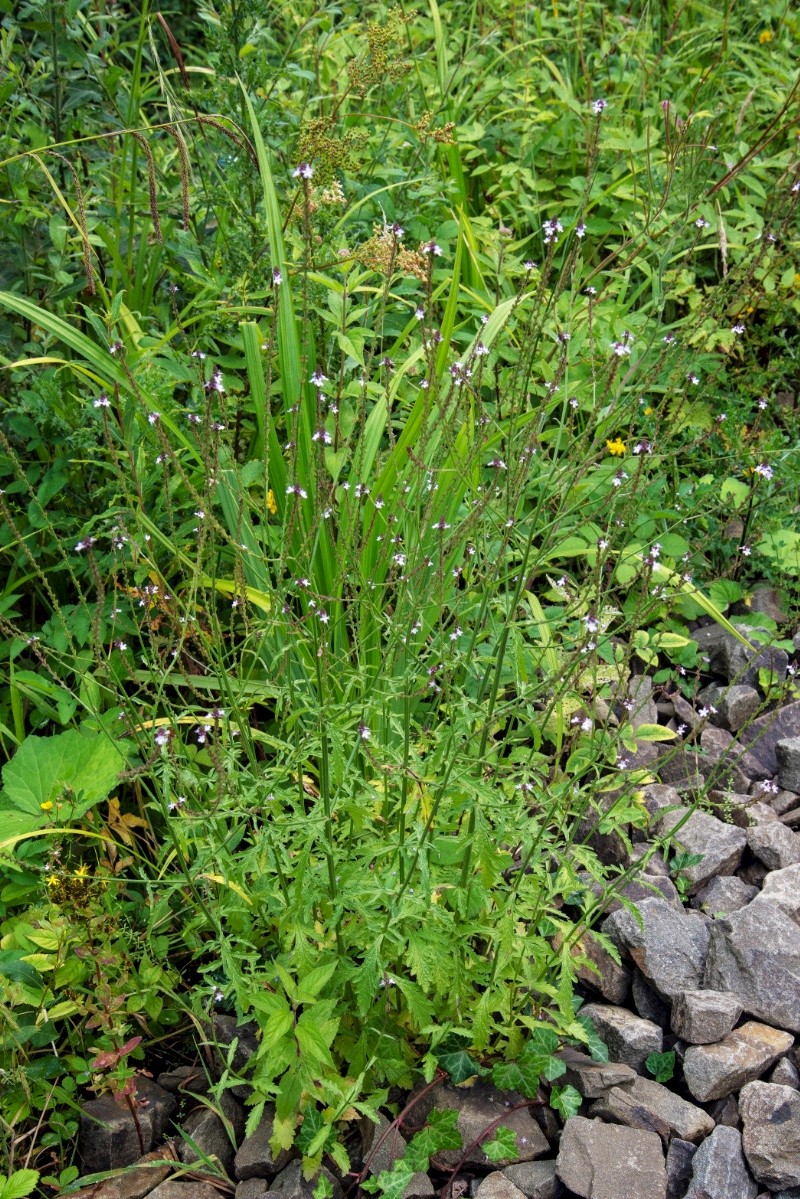 Verbena officinalis - © Charles Hipkin