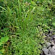 Verbena officinalis