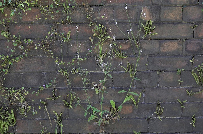 Verbena officinalis - © Charles Hipkin