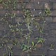 Verbena officinalis