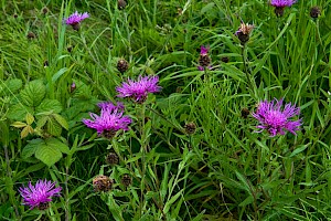 Centaurea debeauxii subsp. thuillieri 