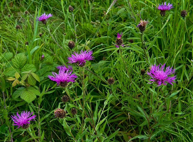 Centaurea debeauxii subsp. thuillieri - © Charles Hipkin