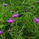 Centaurea debeauxii subsp. thuillieri