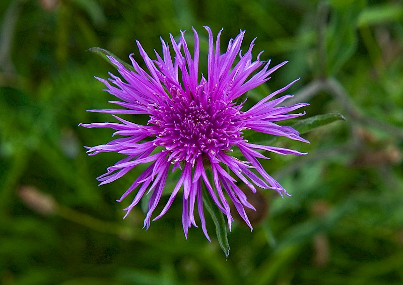 Centaurea debeauxii subsp. thuillieri - © Charles Hipkin