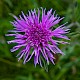 Centaurea debeauxii subsp. thuillieri