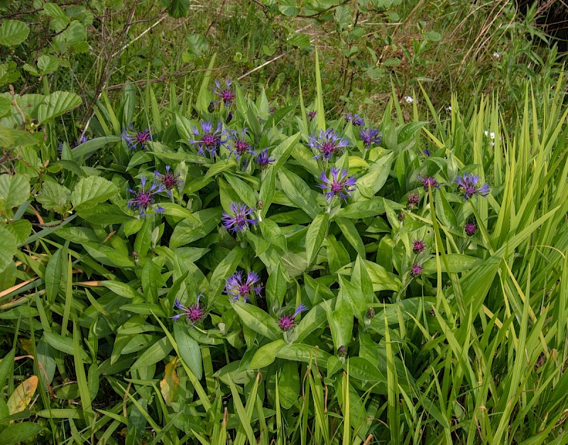 Centaurea montana - © Charles Hipkin