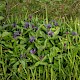 Centaurea montana