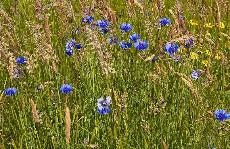 Centaurea cyanus - © Charles Hipkin