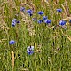 Centaurea cyanus