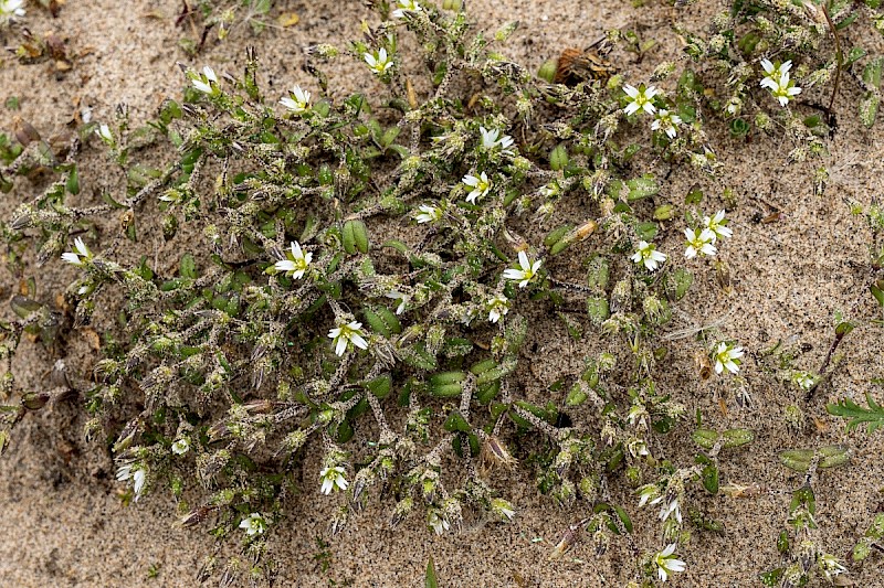 Cerastium diffusum - © Charles Hipkin