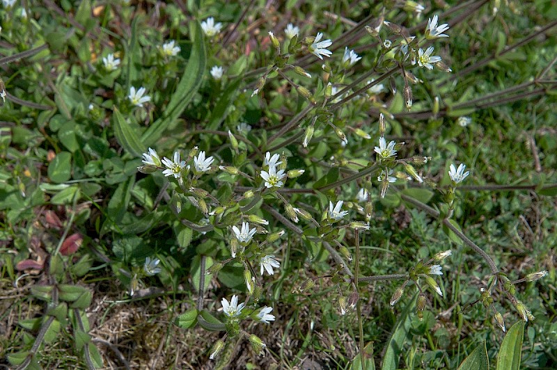 Cerastium fontanum - © Charles Hipkin