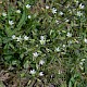 Cerastium fontanum