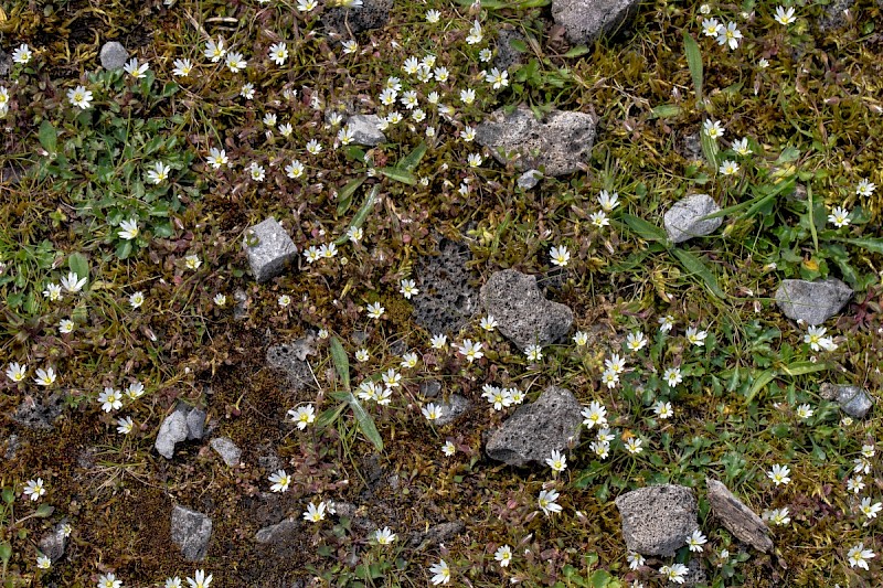 Cerastium pumilum - © Charles Hipkin