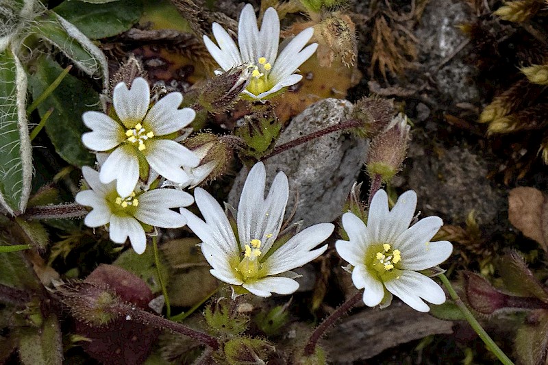 Cerastium pumilum - © Charles Hipkin