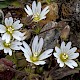 Cerastium pumilum