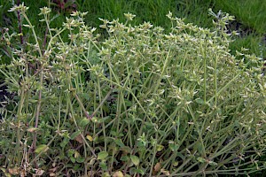 Cerastium glomeratum Sticky Mouse-ear