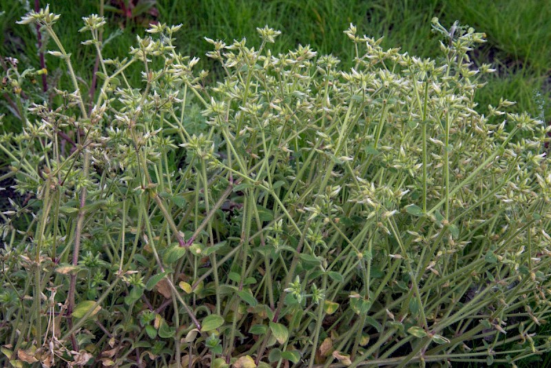 Cerastium glomeratum - © Charles Hipkin